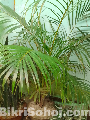 Areca plam